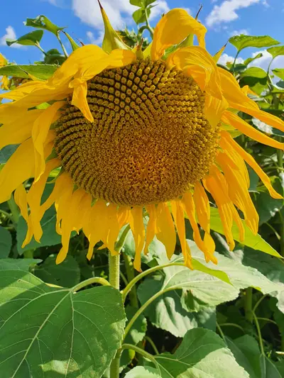 Tournesol