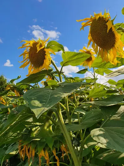 Tournesols plaine limagne scaled