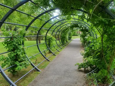 Tunnel de verdure