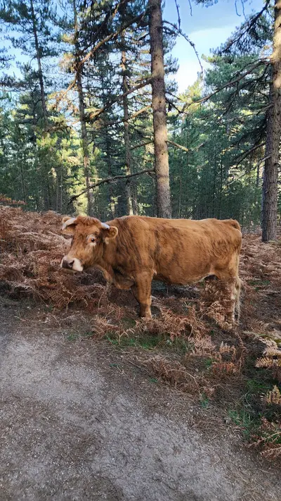 Vache dans une forêt de pins