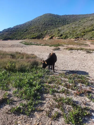 Vache en liberté sur la plage du sentier du facteur