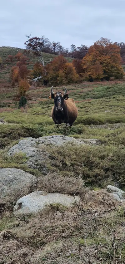 Vache en liberté