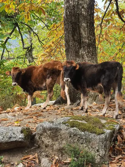 Vaches en liberté