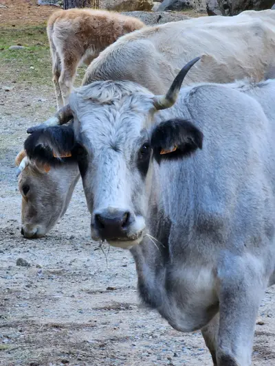 Vaches avec des cornes