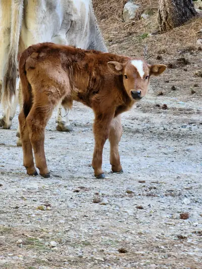 Petit veau marron
