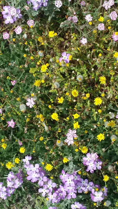 Petites fleurs