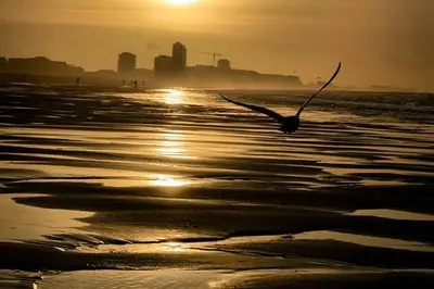 Vol de mouette golden hour plage d'Ostende en Belgique