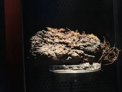 Bombe volcanique avec de la végétation