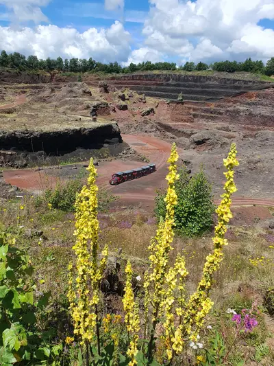 Carrière avec des fleurs jaunes